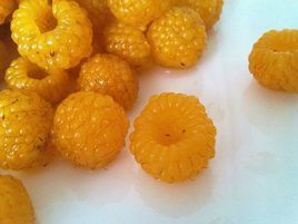 黄泡果图册_360百科