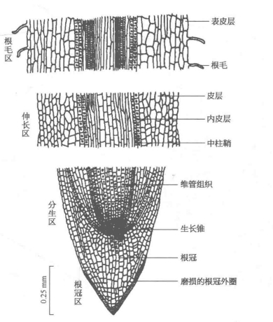 根的组织结构图册_360百科
