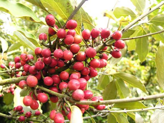 大果木姜子图册_360百科