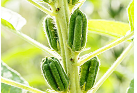 開花芝麻節節高的下一句是什麼?_360問答