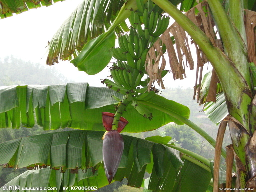 香蕉树与香蕉花的图片-千叶网