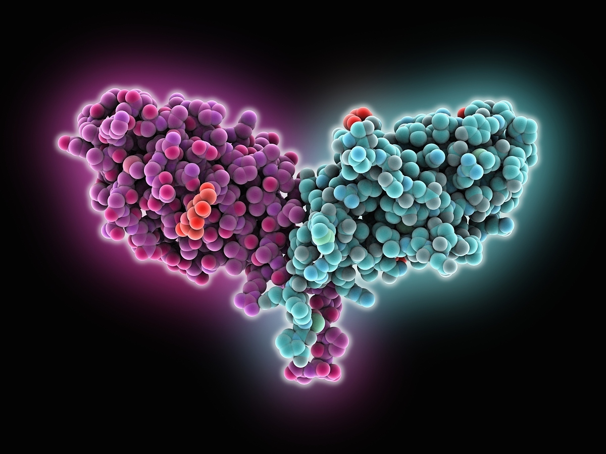 细胞毒性t细胞图册_360百科