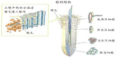 根图册_360百科