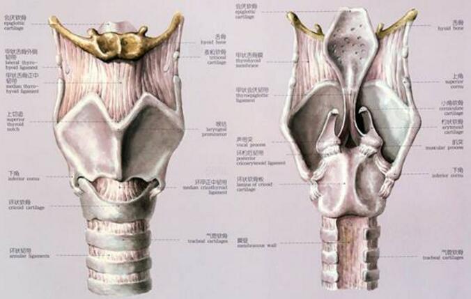 脖子环状软骨图片图片
