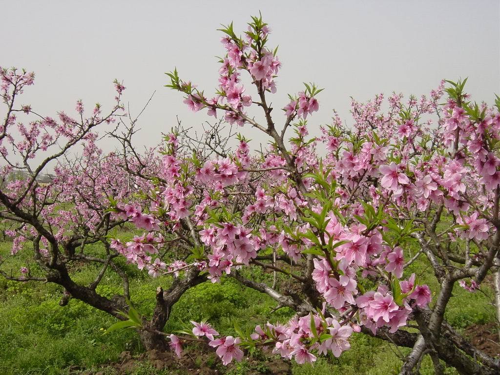 桃花图片_植物根茎的桃花图片大全 - 花卉网