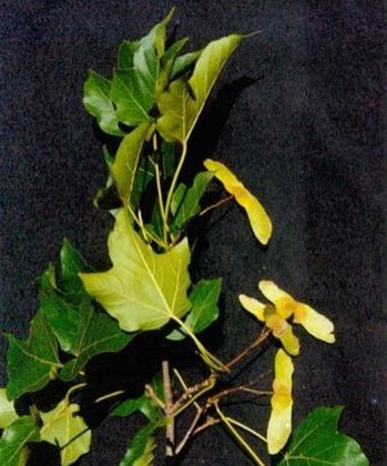 羊角槭图册_360百科