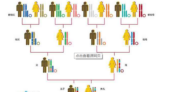 血统图册_360百科