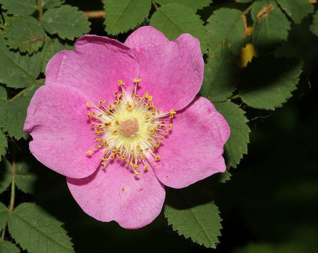 刺蔷薇图册_360百科