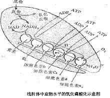 呼出性碱中毒图册_360百科