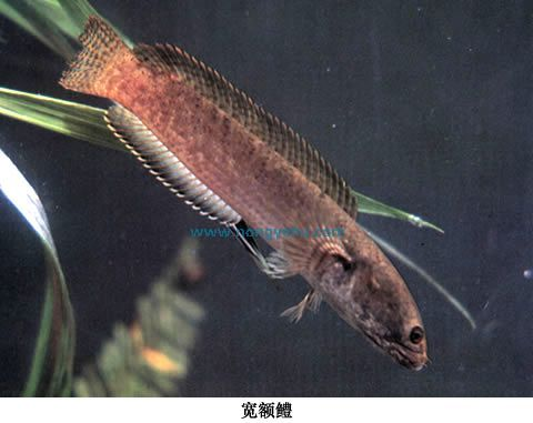 鳢属图册_360百科