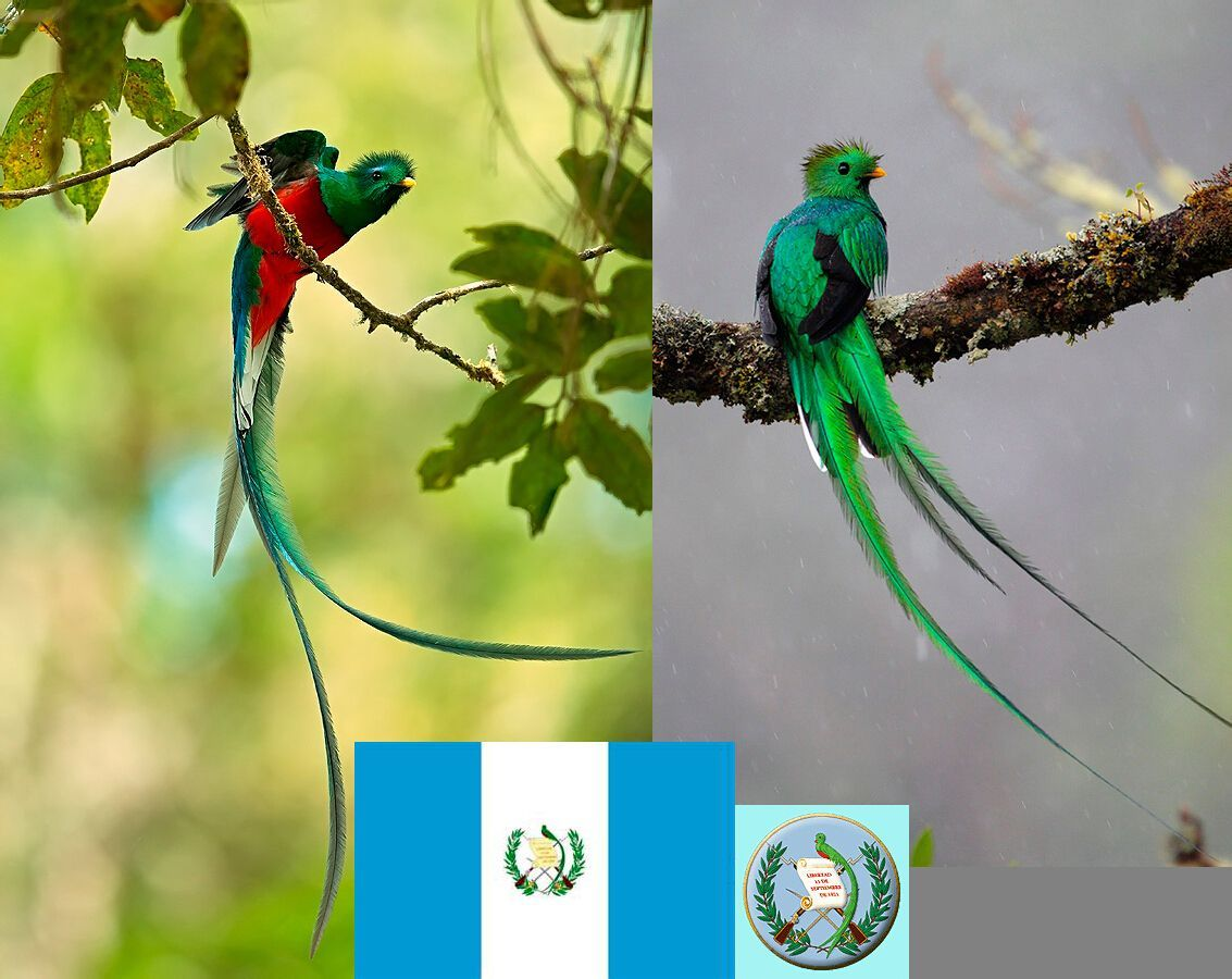 自由鸟,自由鸟歌曲