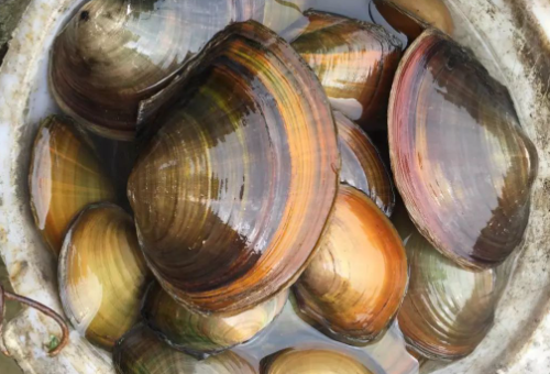 30厘米河蚌长多少年_360问答