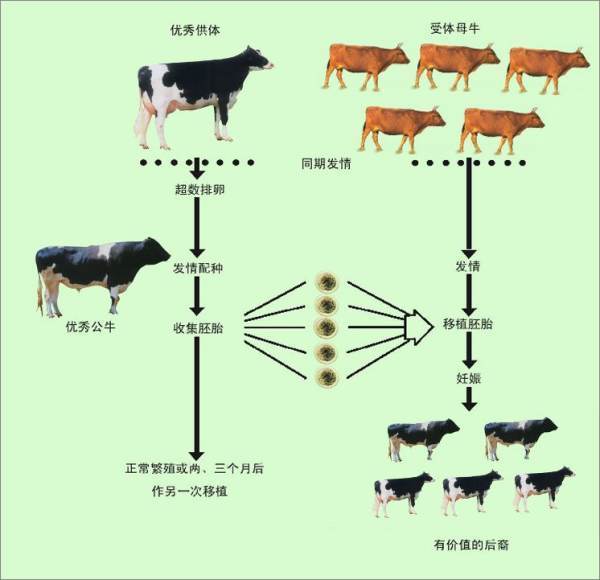 我国畜禽种业创新发展现状、有一定的问题与挑战剖析