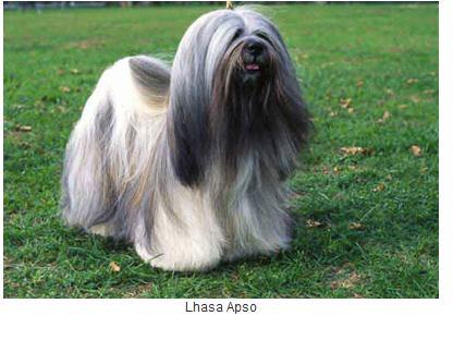 西藏狮子犬图册_360百科