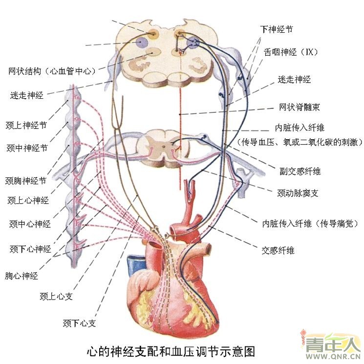迷走神经反射图册_360百科