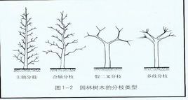 合轴分枝图册_360百科