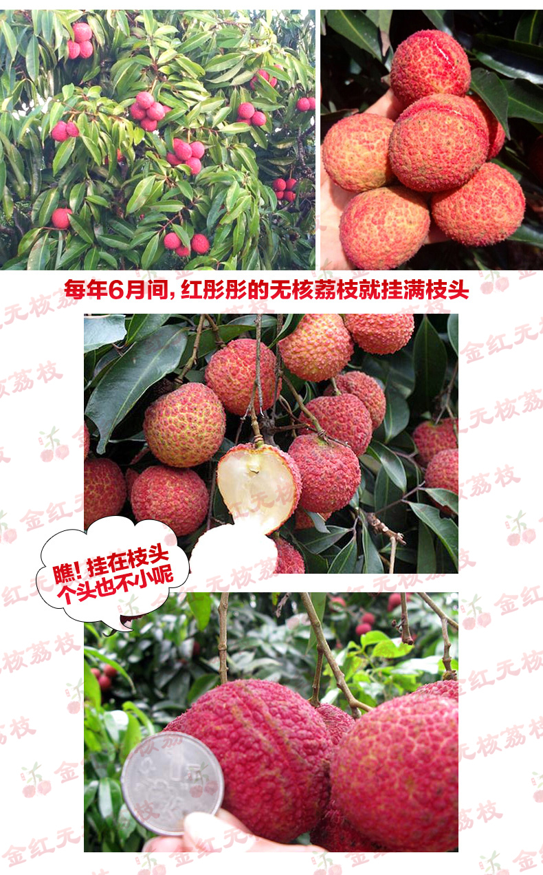 无核荔枝图册_360百科