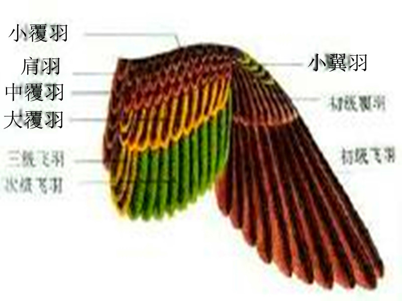 绒羽图册_360百科