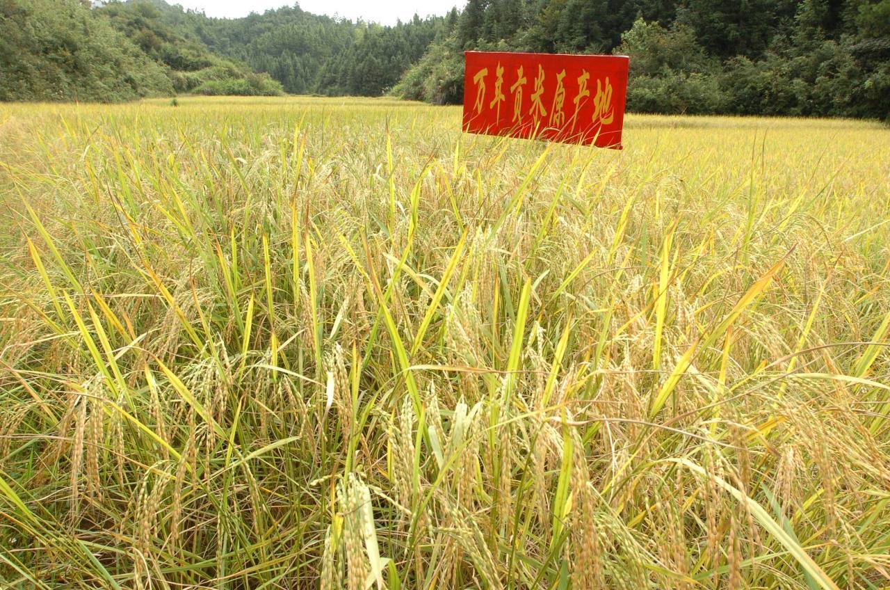 农遗良品 | 万年贡米：来自世界稻作文化发源地_贡谷