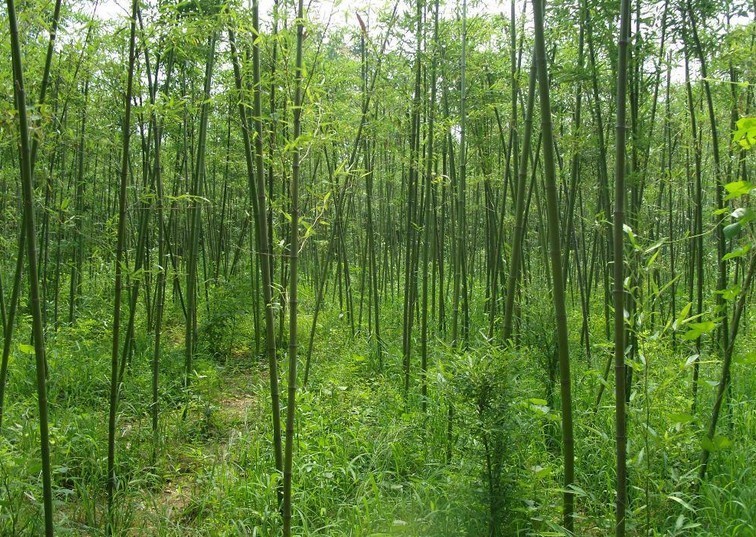 刚竹组图册_360百科