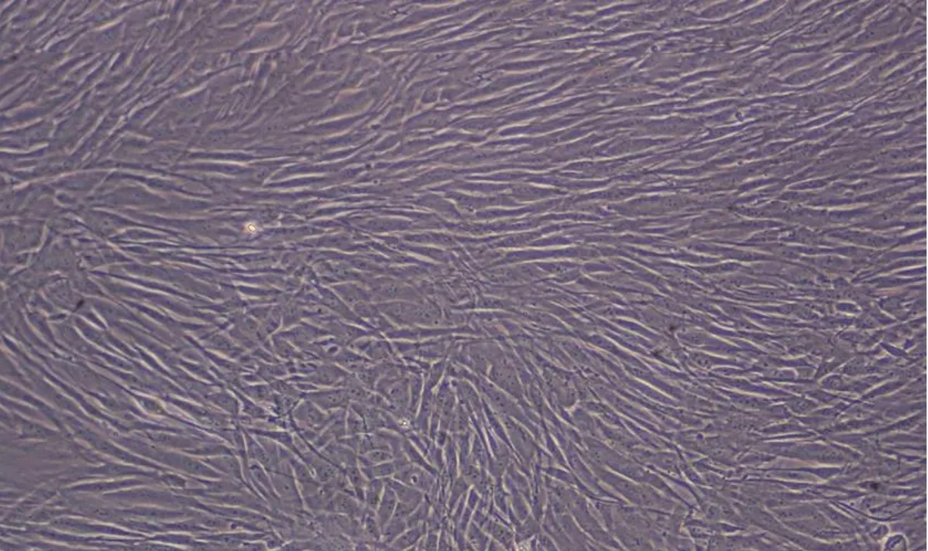 成纤维细胞图册_360百科