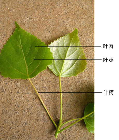加杨图册_360百科