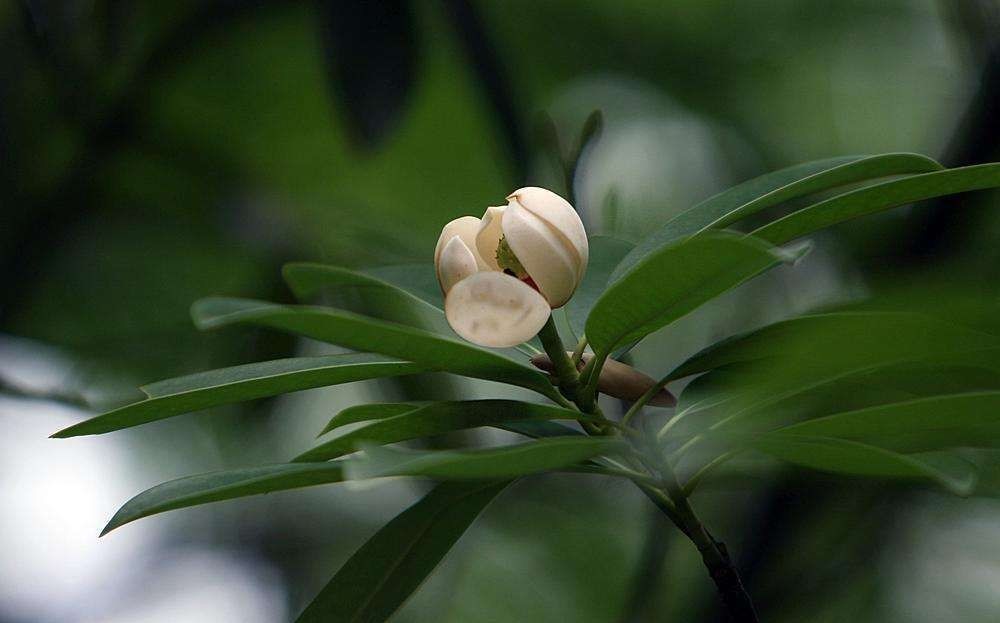 木莲图册_360百科