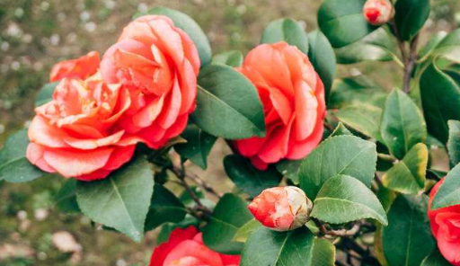 茶花的养殖方法 360新知