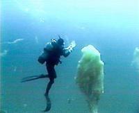 海雪图册_360百科