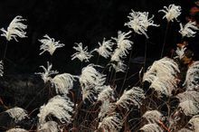 荻花图册_360百科