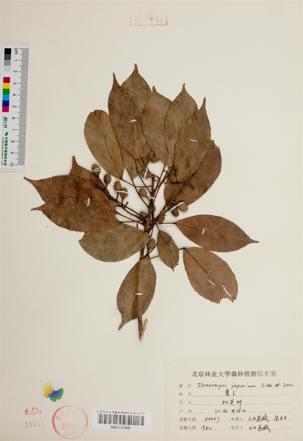 日本杜英图册_360百科