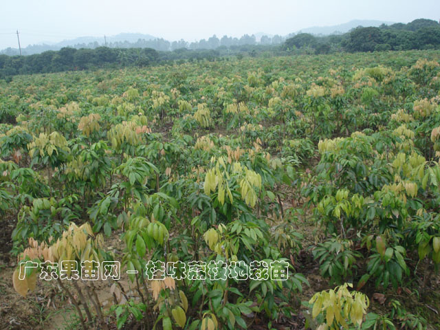 荔枝树图册_360百科