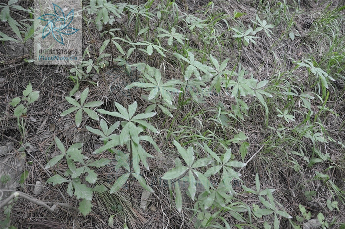 细根茎黄精图册_360百科