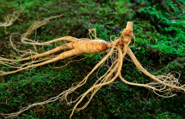 藏衡参是什么?_360问答