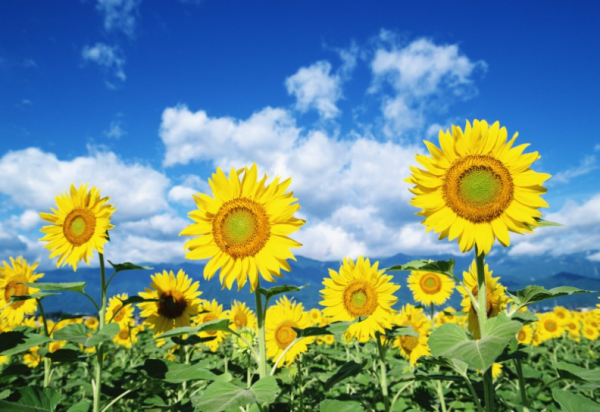 取个向日葵的微信名字有哪些?_360问答