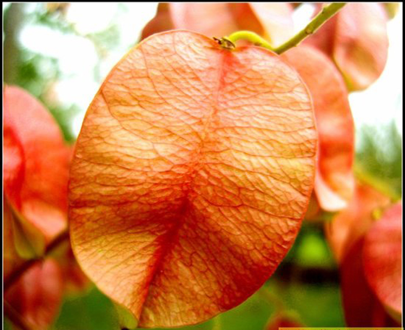 栾花图册_360百科