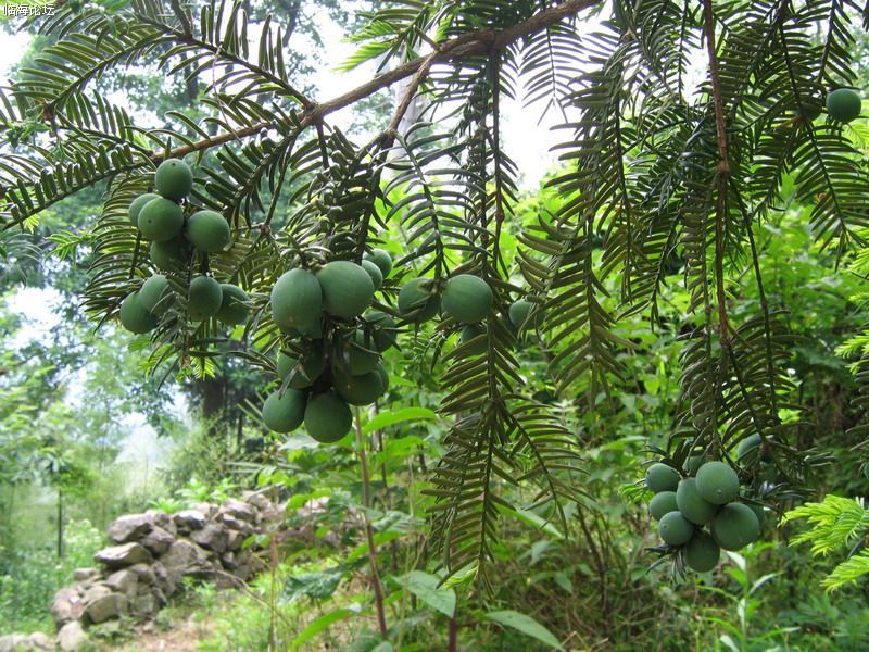 香榧木图册_360百科