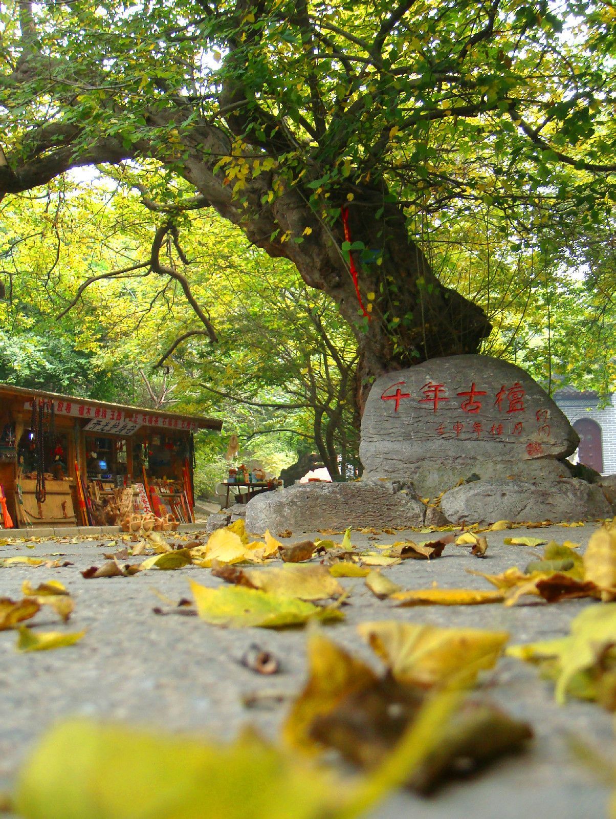青檀树图册_360百科
