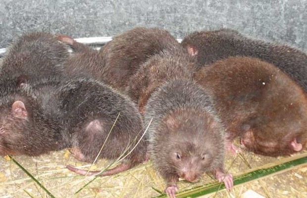 野生竹鼠養殖技術