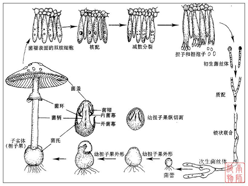 担子菌亚门图册_360百科