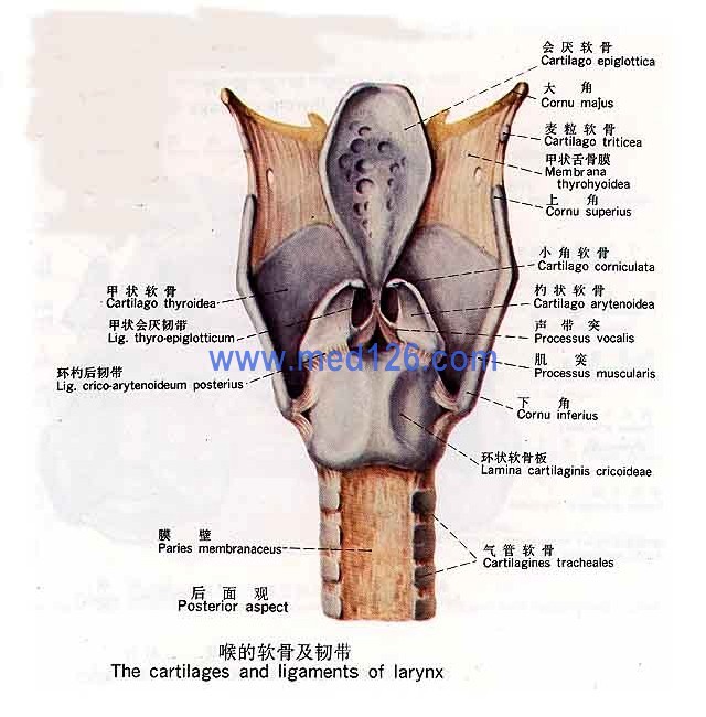 下呼吸道图册_360百科