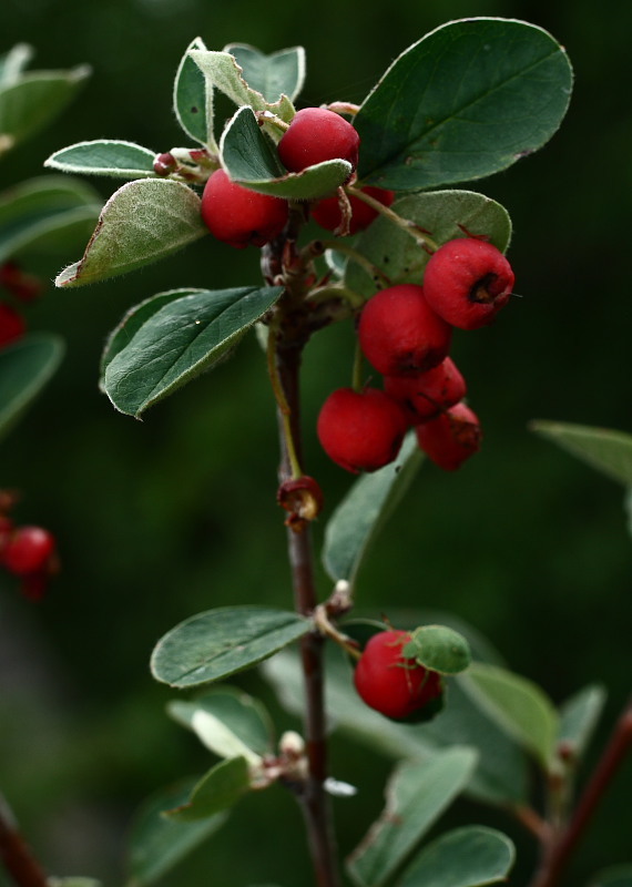 全缘栒子图册_360百科