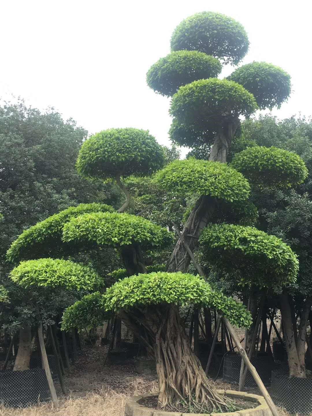 小叶榕树图册_360百科