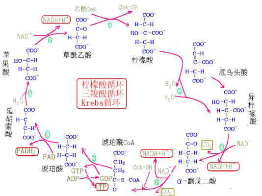 三羧酸循环图册_360百科