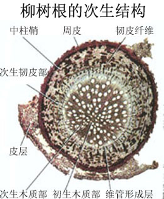 次生分生组织图册_360百科