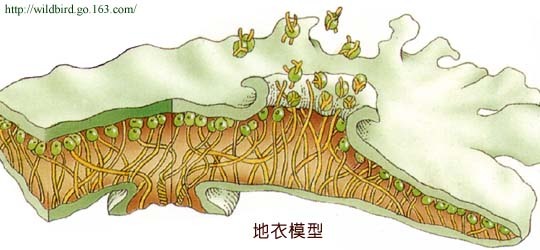 共栖现象图册_360百科