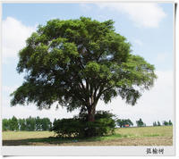 白榆图册_360百科