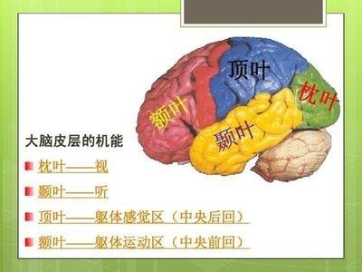 颞叶图册_360百科