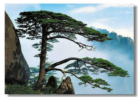 黄山松图册_360百科