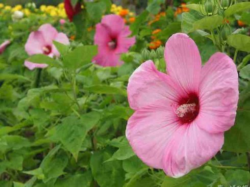 芙蓉麻图册_360百科